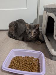 Found/Stray Female Cat last seen Near 4th Avenue Southwest, Rochester, MN 55902