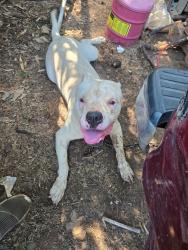 Lost Male Dog last seen Near carver rd, Rougemont, NC 27572