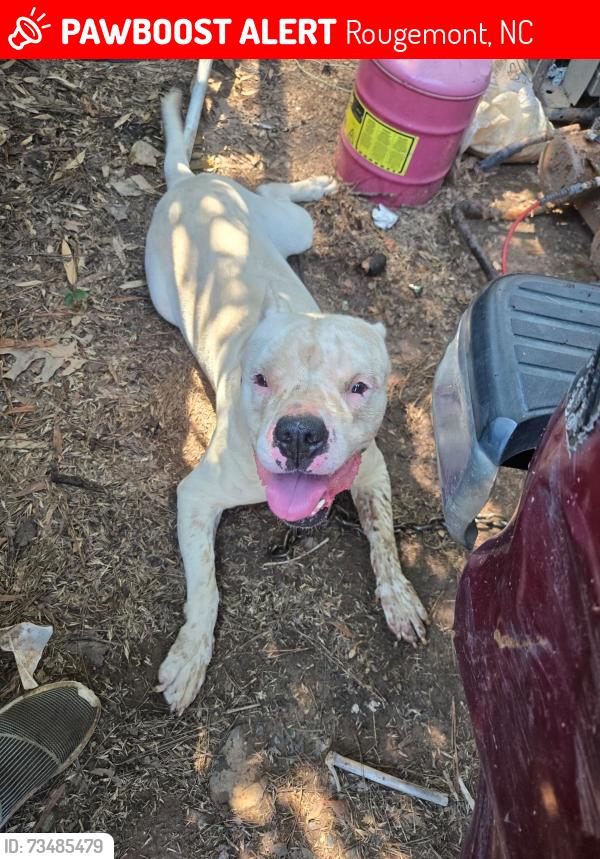 Lost Male Dog last seen Near carver rd, Rougemont, NC 27572