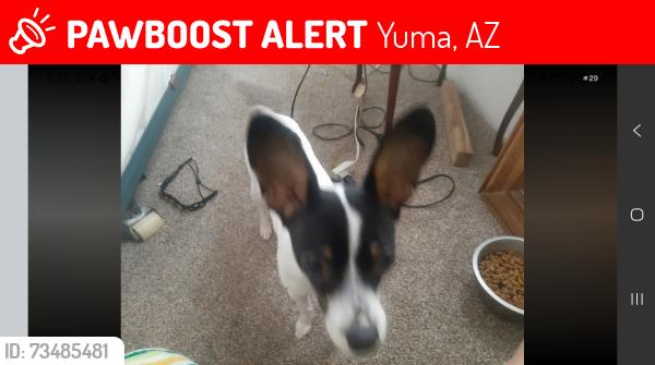 Lost Female Dog last seen San Marcos Drand DonnaAv., Yuma, AZ 85365