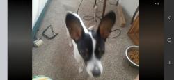 Lost Female Dog last seen San Marcos Drand DonnaAv., Yuma, AZ 85365