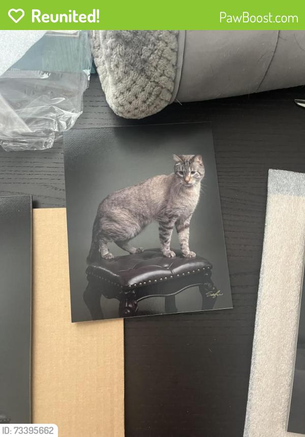 Reunited Male Cat last seen Brownwood LN, Farris DR, and Misty Crest, Arlington, TX 76017