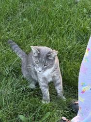 Reunited Male Cat last seen Near Sheridan Rd, Pleasant Prairie, WI 53158, USA, Pleasant Prairie, WI 53158