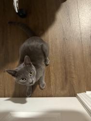 Found/Stray Male Cat last seen Anthony Court, Gahanna Heights area, Gahanna, OH 43230