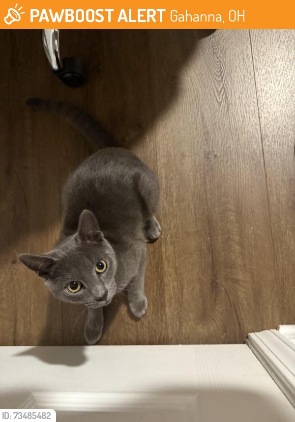 Found/Stray Male Cat last seen Anthony Court, Gahanna Heights area, Gahanna, OH 43230