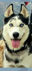 Reunited Male Dog last seen Central and 50th st, Albuquerque, NM 87105
