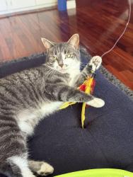 Lost Female Cat last seen 24th street SW Calgary Alberta, Calgary, AB T2W 3Z7