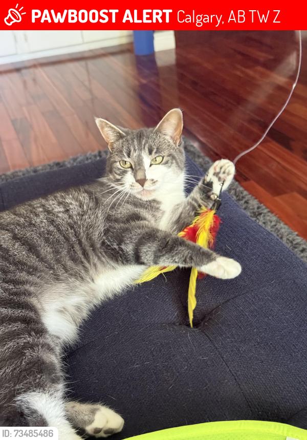 Lost Female Cat last seen 24th street SW Calgary Alberta, Calgary, AB T2W 3Z7
