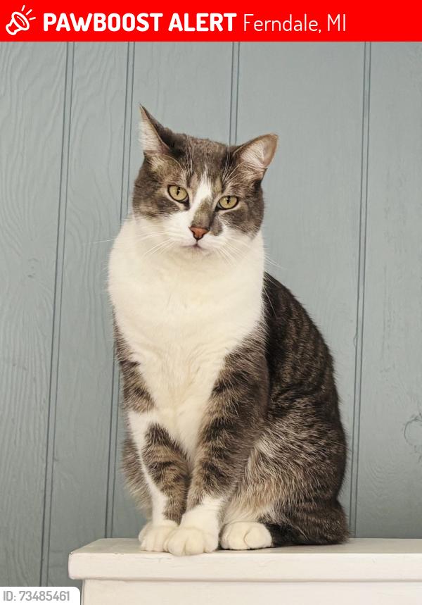 Lost Male Cat last seen West Troy & Allen, Ferndale, MI 48220