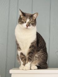 Lost Male Cat last seen West Troy & Allen, Ferndale, MI 48220