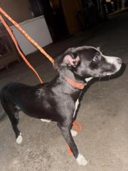 Reunited Male Dog last seen Gladstone Street / Amelia Avenue, San Dimas, CA 91773