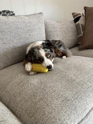 Reunited Female Dog last seen Near Windsor Road, Round Rock, TX 78664