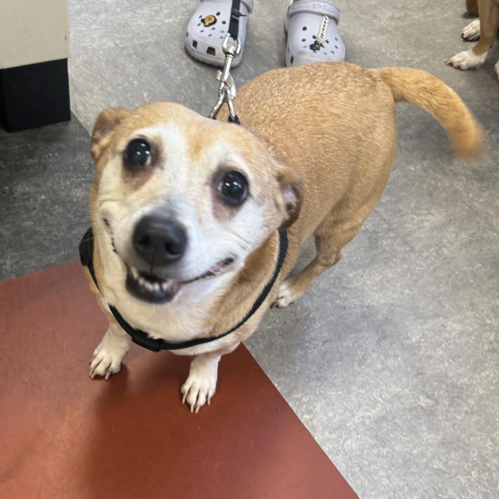 Shelter Stray Female Dog last seen , Animal Care & Control Team of Philly, 111 W Hunting Park Ave, Philadelphia, PA 19140, USA