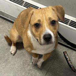Shelter Stray Female Dog last seen , Animal Care & Control Team of Philly, 111 W Hunting Park Ave, Philadelphia, PA 19140, USA