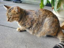 Lost Female Cat last seen North 16th & flt Iron Cir, Lincoln, NE 68521