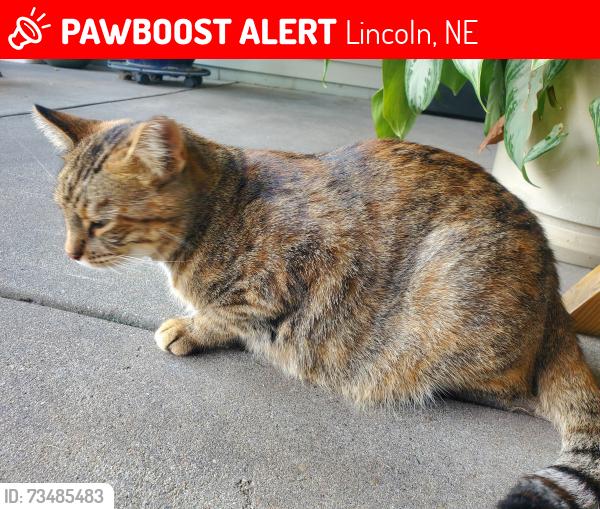 Lost Female Cat last seen North 16th & flt Iron Cir, Lincoln, NE 68521