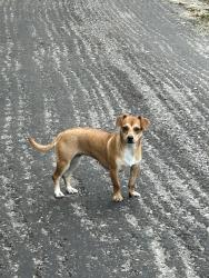 Found/Stray Unknown Dog last seen New Hope Rd, Pinch side, Elkview, WV 25071