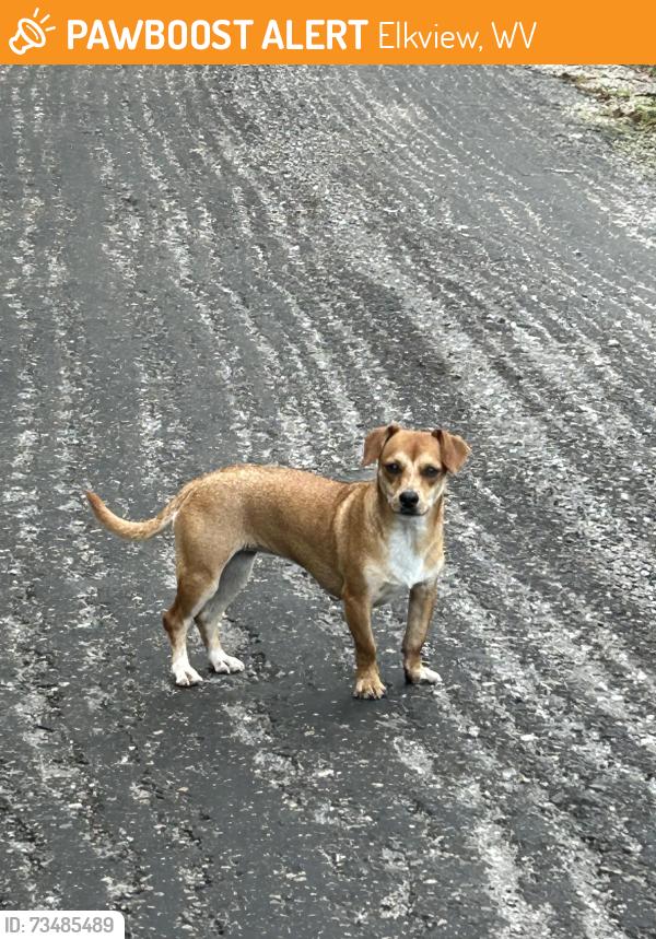 Found/Stray Unknown Dog last seen New Hope Rd, Pinch side, Elkview, WV 25071
