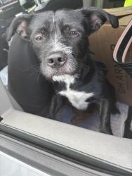 Reunited Unknown Dog last seen Port St Lucie, Port St. Lucie, FL 34986