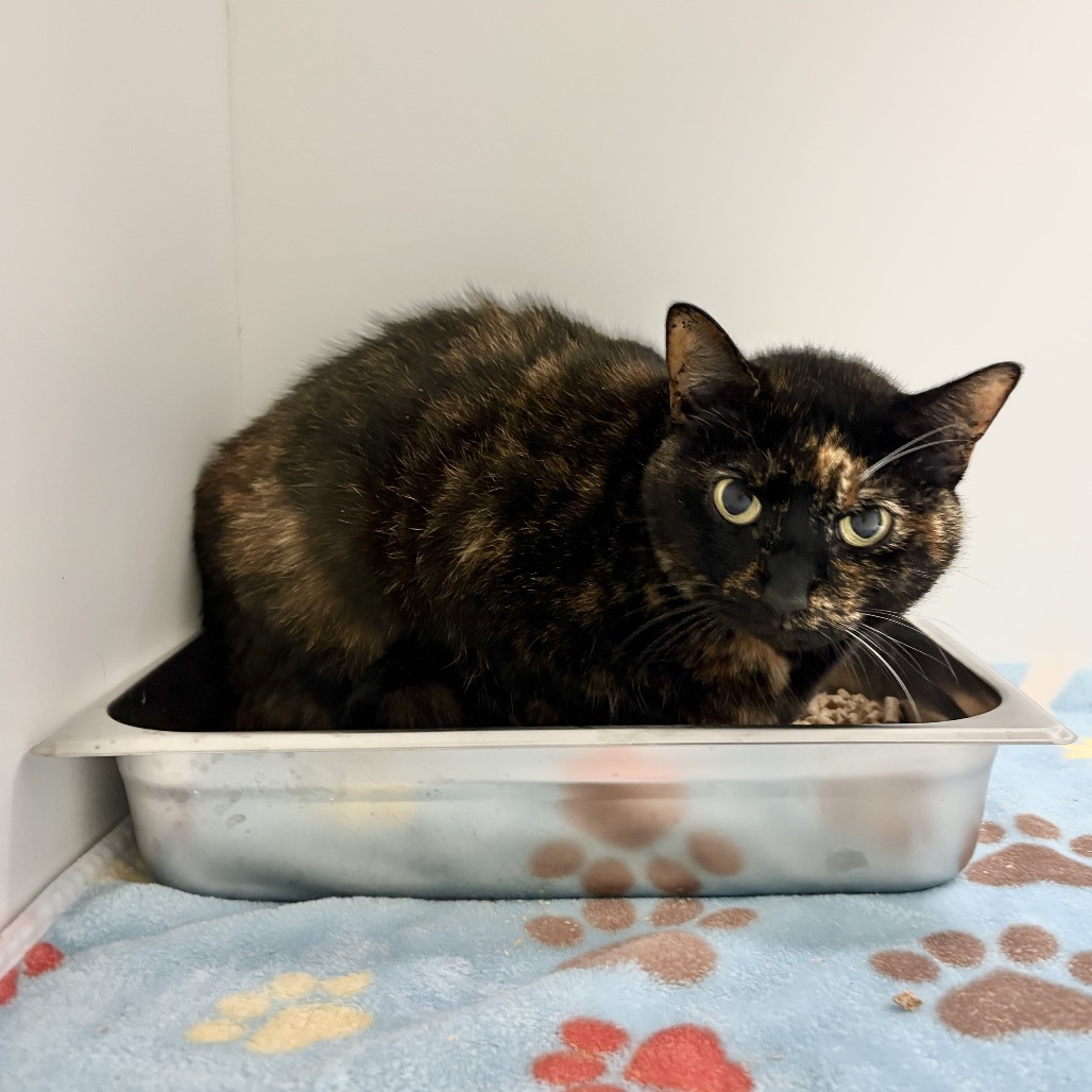 Shelter Stray Female Cat last seen , 244 Georgetown Rd, Jacksonville, NC 28540, USA