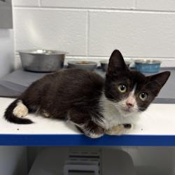Shelter Stray Female Cat last seen , 244 Georgetown Rd, Jacksonville, NC 28540, USA