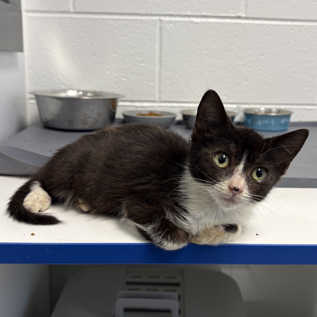 Shelter Stray Female Cat last seen , 244 Georgetown Rd, Jacksonville, NC 28540, USA