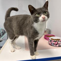 Shelter Stray Female Cat last seen , 244 Georgetown Rd, Jacksonville, NC 28540, USA