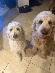 Reunited Unknown Dog last seen Near s hulen st, Fort Worth, TX 76123
