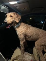 Found/Stray Male Dog last seen NW 27th Street, Cape Coral, FL 33993