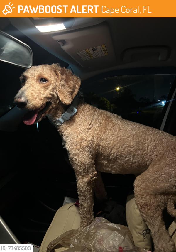Found/Stray Male Dog last seen NW 27th Street, Cape Coral, FL 33993