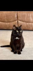 Lost Male Cat last seen Lake Ann Park, Chanhassen, MN 55317