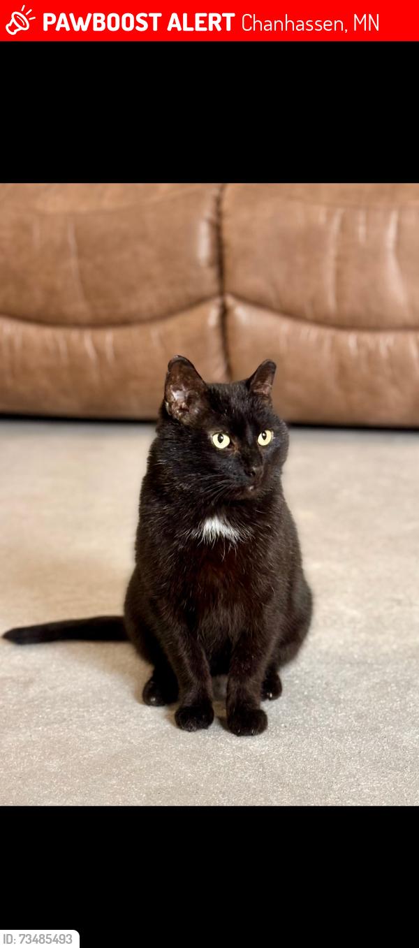 Lost Male Cat last seen Lake Ann Park, Chanhassen, MN 55317