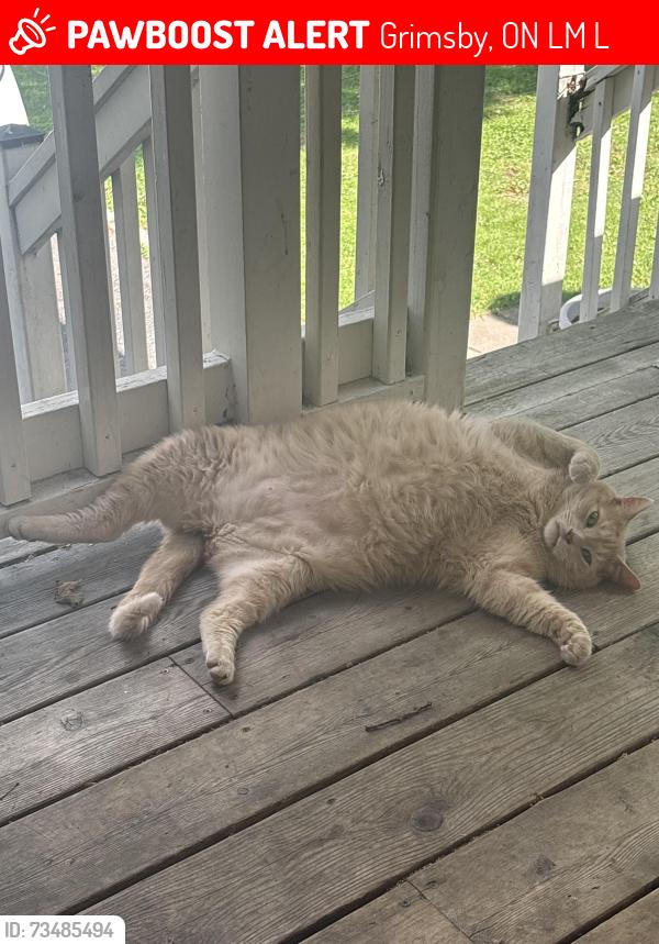 Lost Male Cat last seen Livingston and Kerman ave, Grimsby, ON L3M 1L4