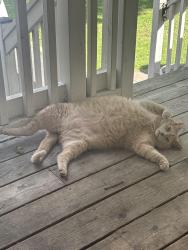 Lost Male Cat last seen Livingston and Kerman ave, Grimsby, ON L3M 1L4