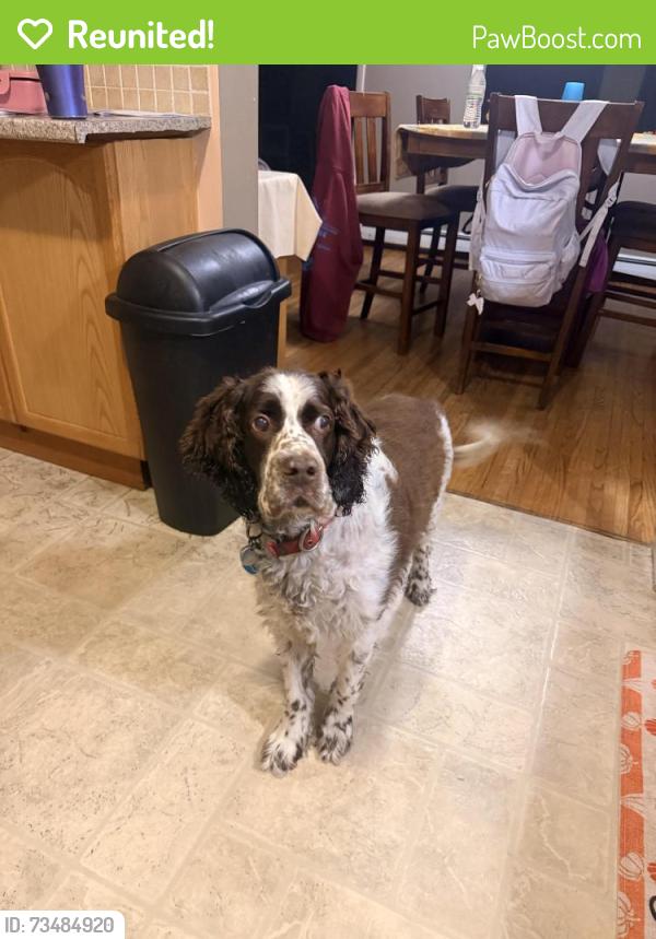 Reunited Male Dog last seen Mammoth road Londonderry, NH, Hudson, NH 03051