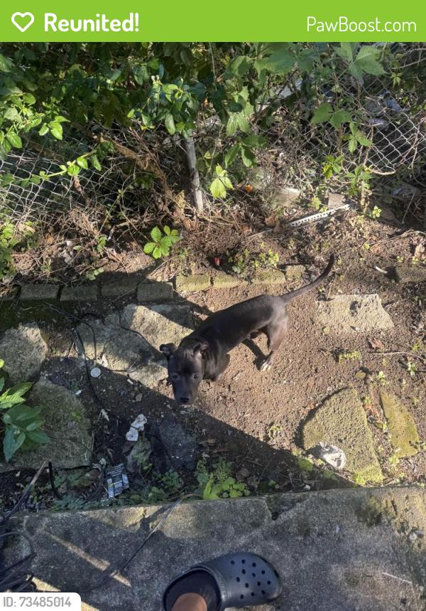 Reunited Female Dog last seen Germantown, Dayton, OH 45417