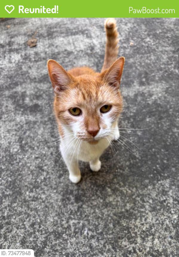 Reunited Unknown Cat last seen Chestnut Grove Baptist Church, Raleigh, NC 27613