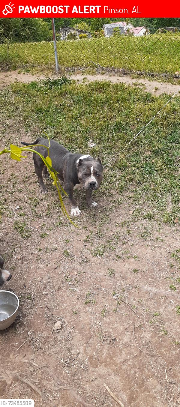Lost Male Dog last seen Near Knob Knoster Road, Pinson, AL 35126