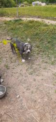 Lost Male Dog last seen Near Knob Knoster Road, Pinson, AL 35126