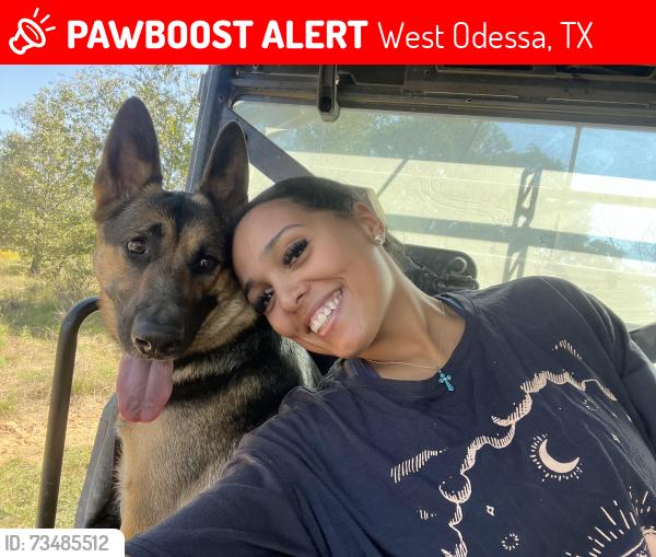 Lost Female Dog last seen Permian, West Odessa, TX 79764