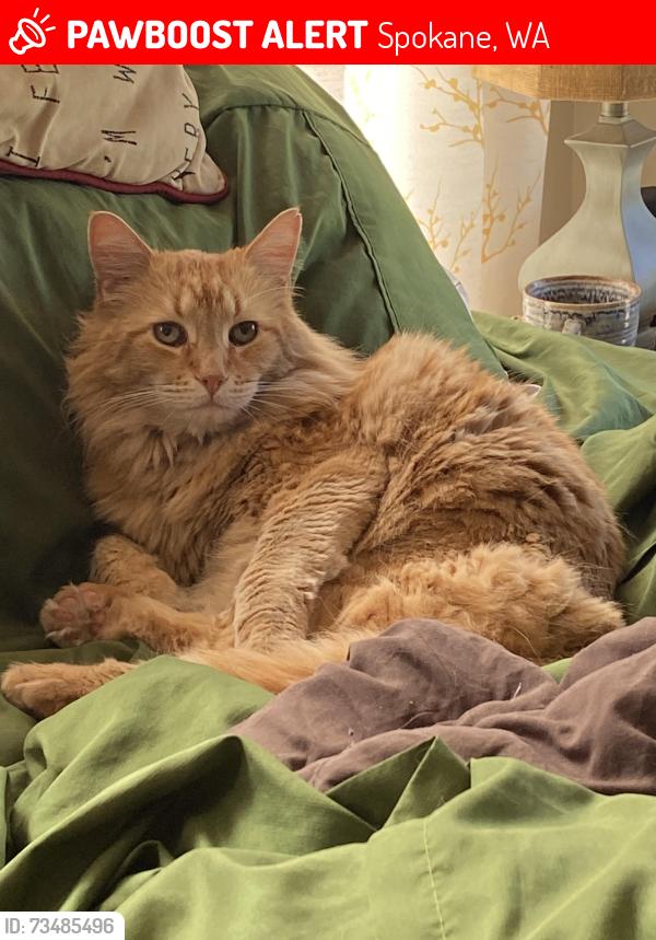 Lost Male Cat last seen Dell, Woodside, Salk MS, Balboa Elementary., Spokane, WA 99208