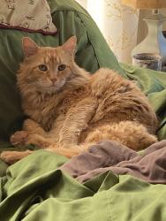 Lost Male Cat last seen Dell, Woodside, Salk MS, Balboa Elementary., Spokane, WA 99208