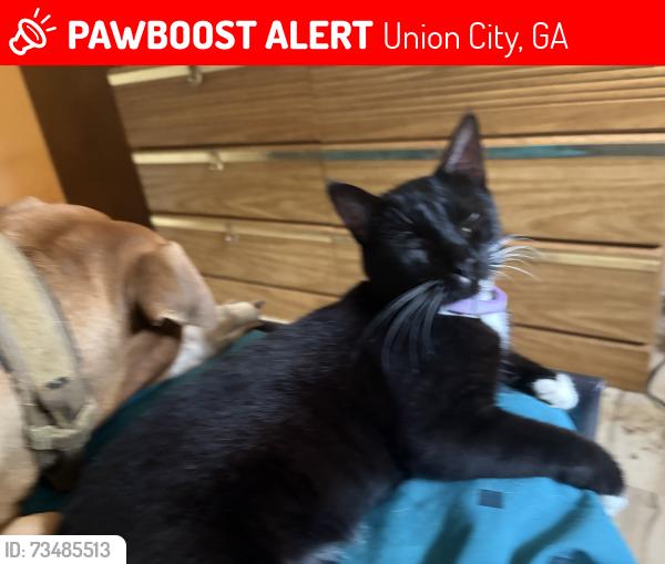Lost Female Cat last seen Near Shannon Pkwy, Union City, GA 30291