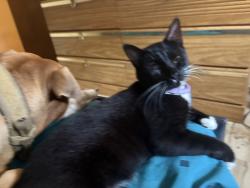 Lost Female Cat last seen Near Shannon Pkwy, Union City, GA 30291