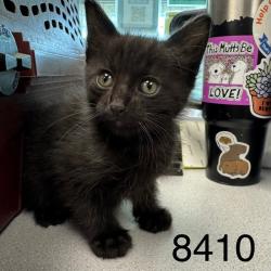 Shelter Stray Male Cat last seen Near Edgemont Blvd N, Minneapolis, MN 55428, USA, 11350 89th Ave N, Maple Grove, MN 55369, USA