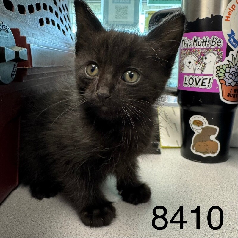 Shelter Stray Male Cat last seen Near Edgemont Blvd N, Minneapolis, MN 55428, USA, 11350 89th Ave N, Maple Grove, MN 55369, USA