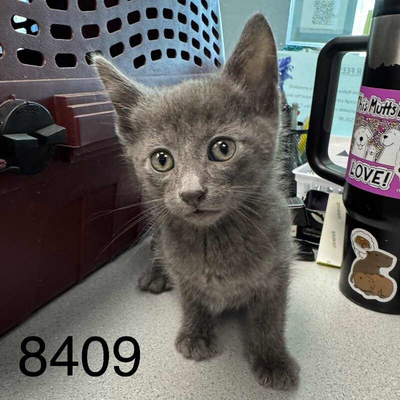 Shelter Stray Male Cat last seen Near Edgemont Blvd N, Minneapolis, MN 55428, USA, 11350 89th Ave N, Maple Grove, MN 55369, USA
