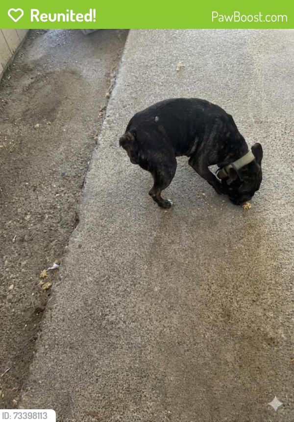 Reunited Female Dog last seen 10th st and D st, Stockton, CA 95206
