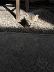 Lost Male Cat last seen Wildmaedow lane, Woodstock, IL 60098