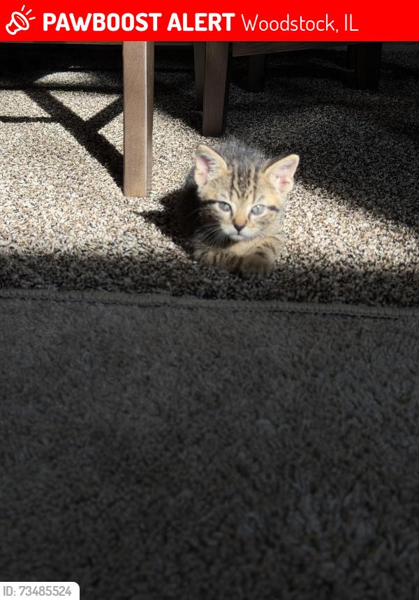 Lost Male Cat last seen Wildmaedow lane, Woodstock, IL 60098